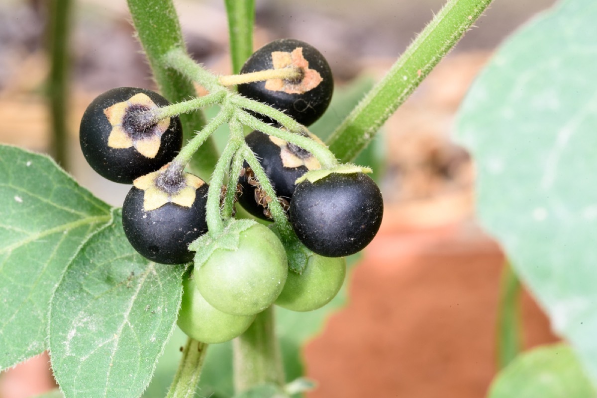 belladonna berries, backyard dangers