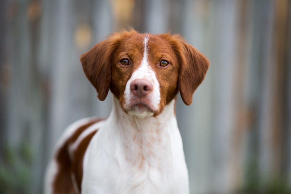 brittany dog looking at camera, top dog breeds