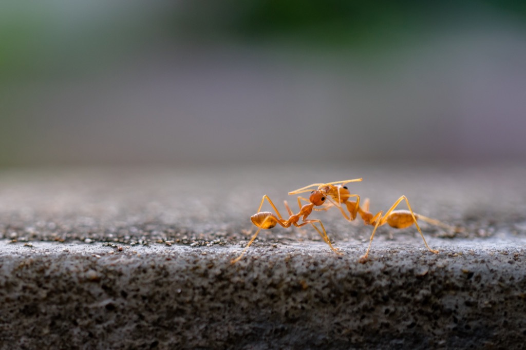 Red harvester ants