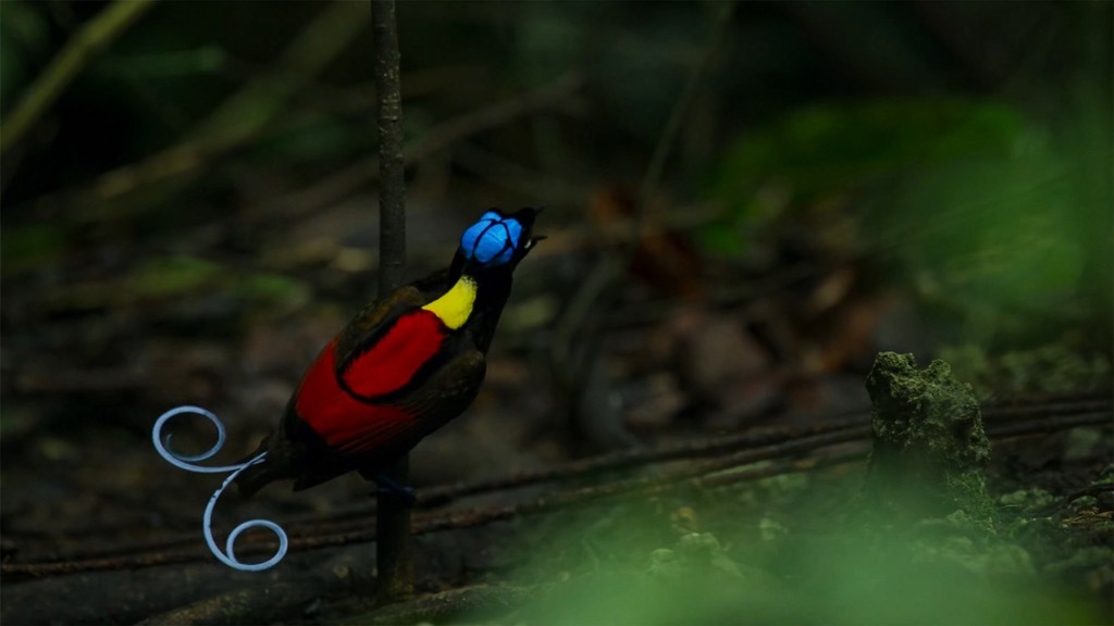 superb bird of paradise