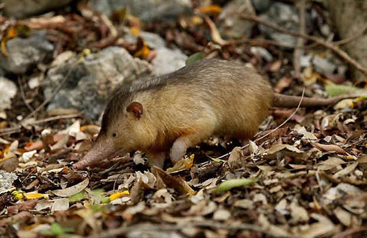 Hispaniolan Solenodon