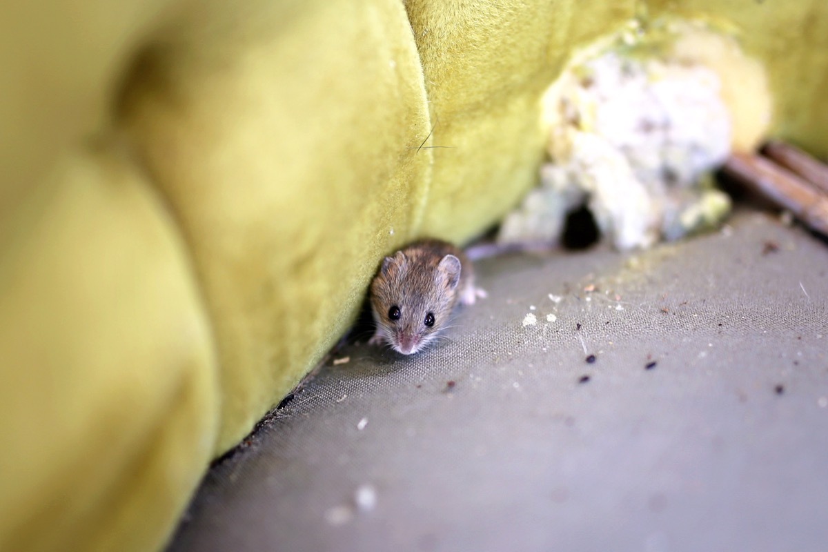 Mouse in Crack of Couch