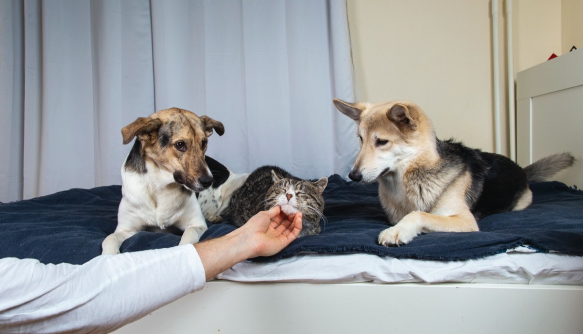 Two dogs jealous of cat being scratched