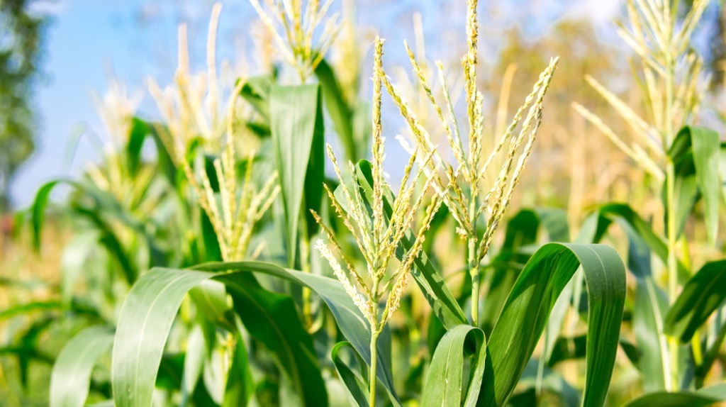 Ears of corn