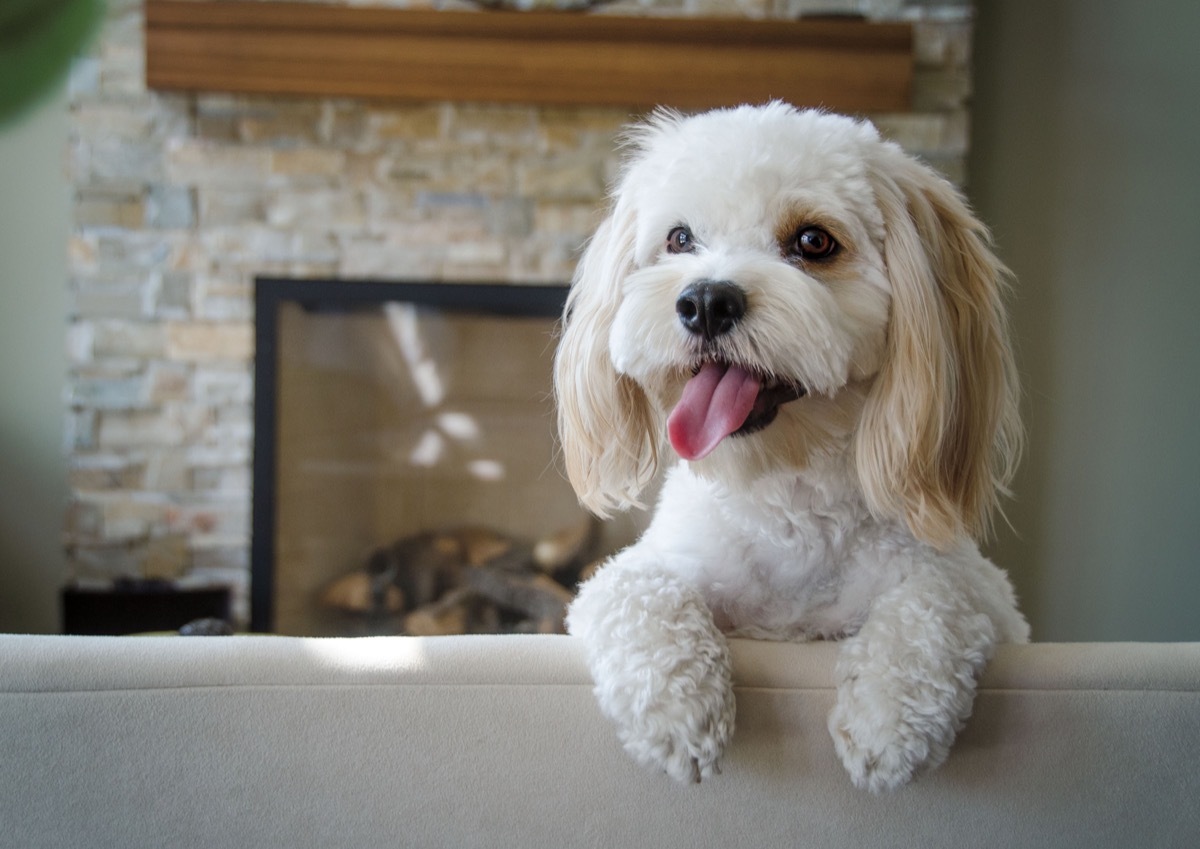 Cockapoo Mixed Breed Dogs