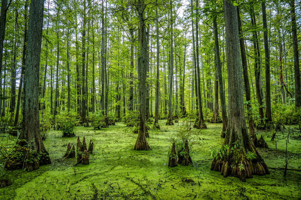 Cache River State Natural Area Illinois Enchanting Hideaways in the U.S.