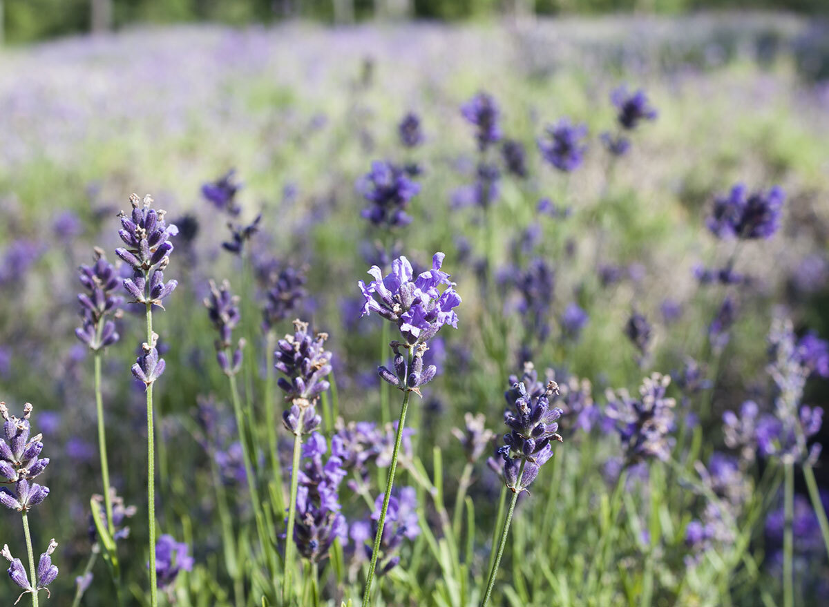 cape cod lavender field