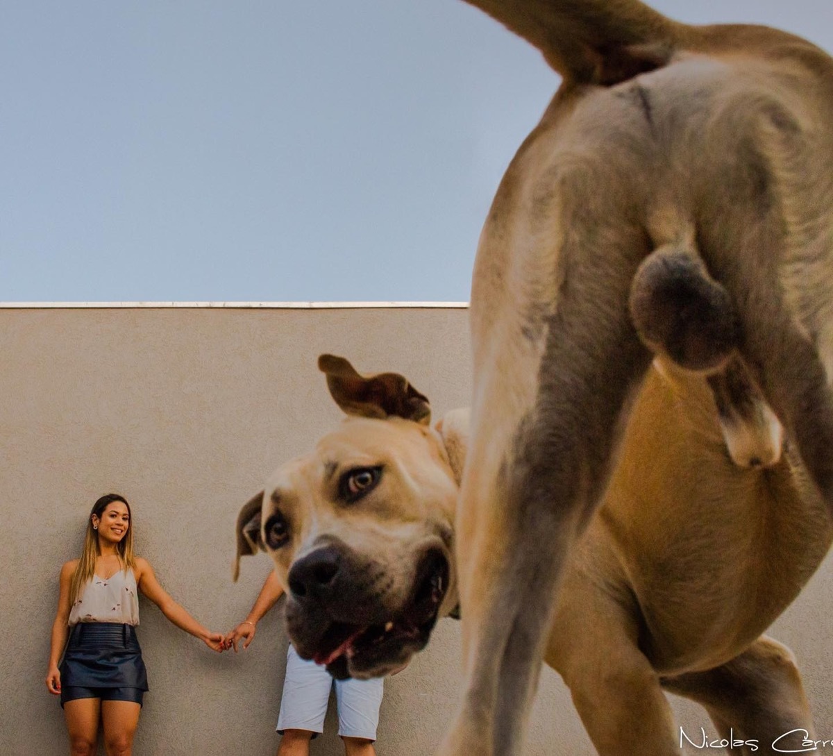 Dog Thor photobombs engagement shoot