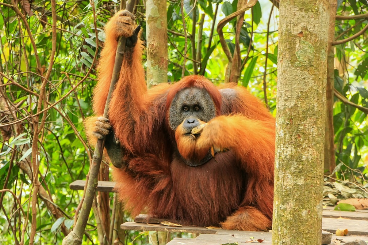 sumatran orangutan