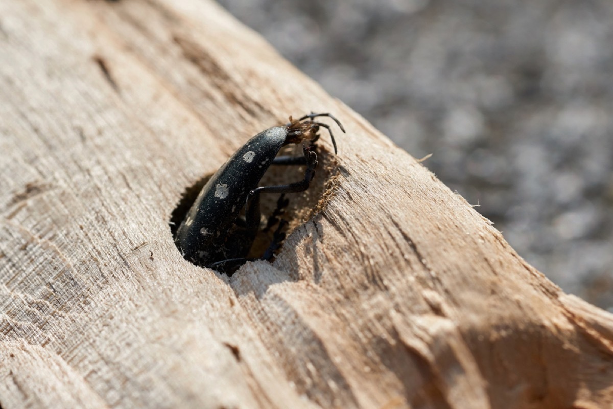 asian longhorned beetle emerging from hole in tree