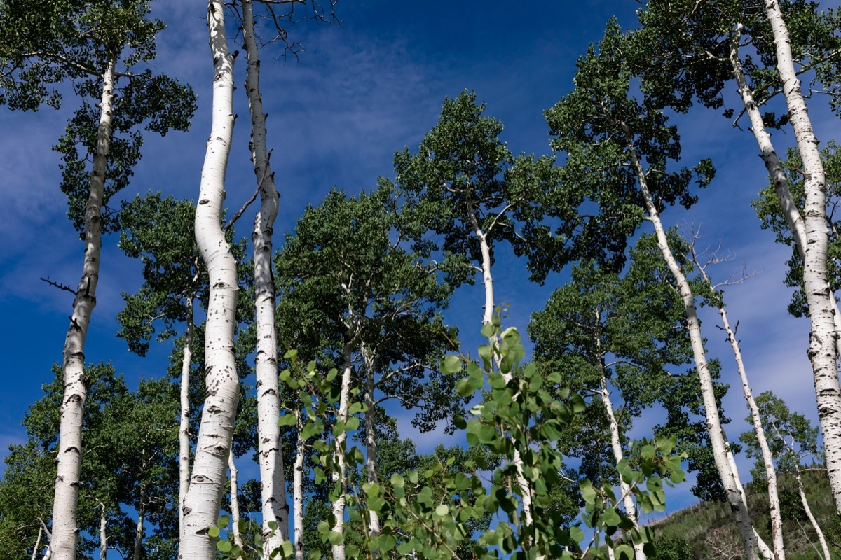 pando tree