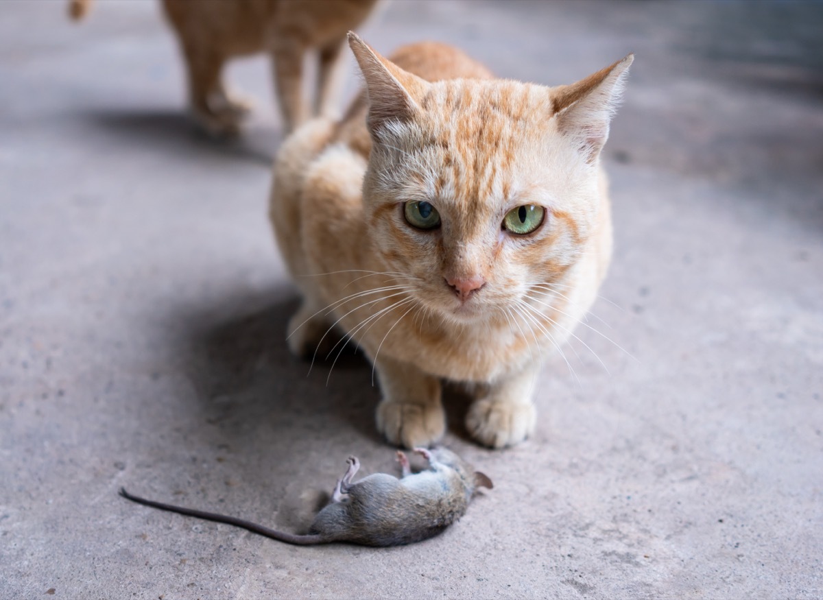 cat hunting a mouse in the house.