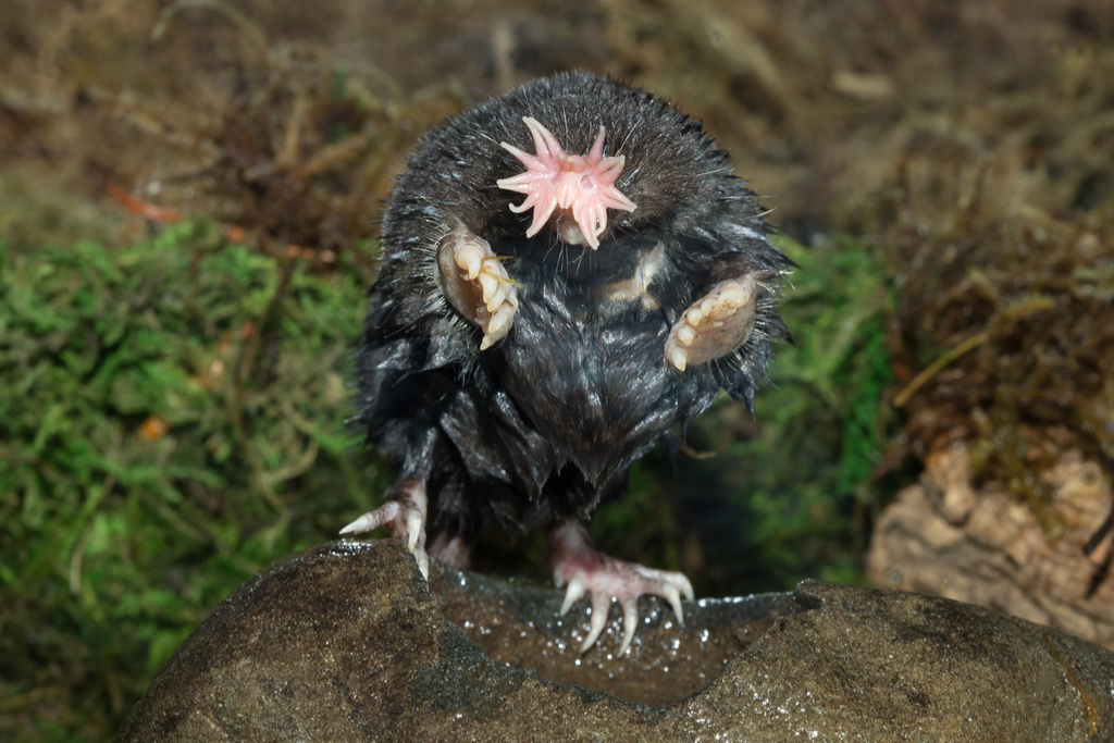 star nosed mole