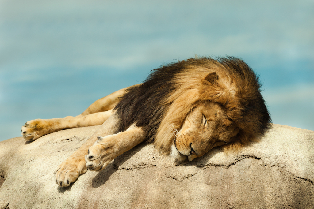 sleeping lion