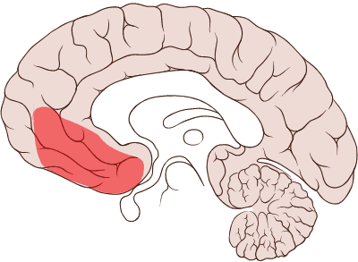 ventromedial prefrontal cortex